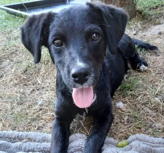 Matilda,  puppy Mixed Breed for adoption at Ankerhunde e.V., Novi Grad