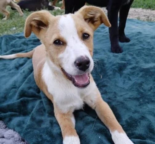Hanni,  puppy Mixed Breed for adoption at Ankerhunde e.V., Novi Grad