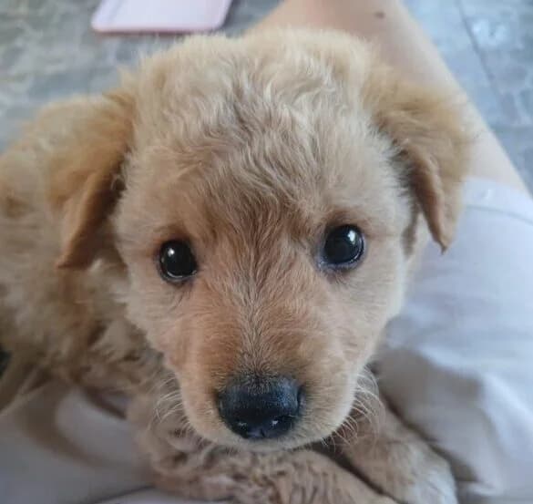 Benji,  puppy Mixed Breed for adoption at Ankerhunde e.V., Novi Grad