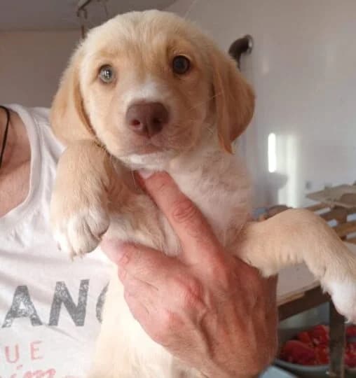 Minou,  puppy Mixed Breed for adoption at Ankerhunde e.V., Novi Grad