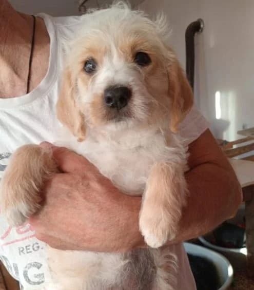 Sanja,  puppy Mixed Breed for adoption at Ankerhunde e.V., Novi Grad