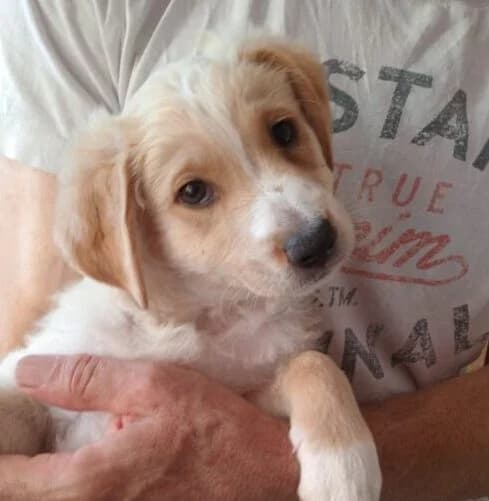 Jake,  puppy Mixed Breed for adoption at Ankerhunde e.V., Novi Grad