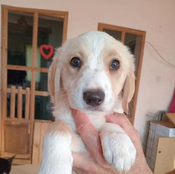 Claire,  puppy Mixed Breed for adoption at Ankerhunde e.V., Novi Grad