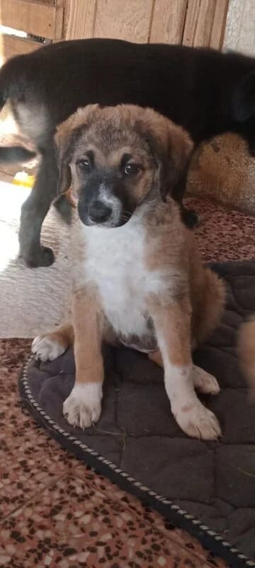 Lillifee,  puppy Mixed Breed for adoption at Ankerhunde e.V., Novi Grad