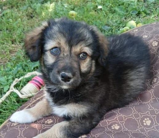 Penny,  puppy Mixed Breed for adoption at Ankerhunde e.V., Novi Grad