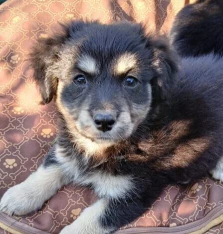 Fenja,  puppy Mixed Breed for adoption at Ankerhunde e.V., Novi Grad