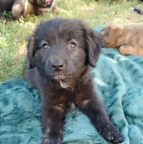 Dina,  puppy Mixed Breed for adoption at Ankerhunde e.V., Novi Grad