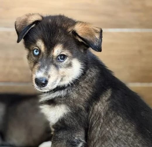 Fynn,  puppy Mixed Breed for adoption at Ankerhunde e.V., Novi Grad