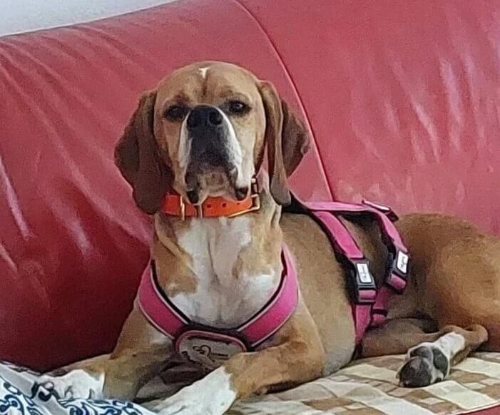 Maggie, female 5yo Mixed Breed for adoption at Ankerhunde e.V., Novi Grad