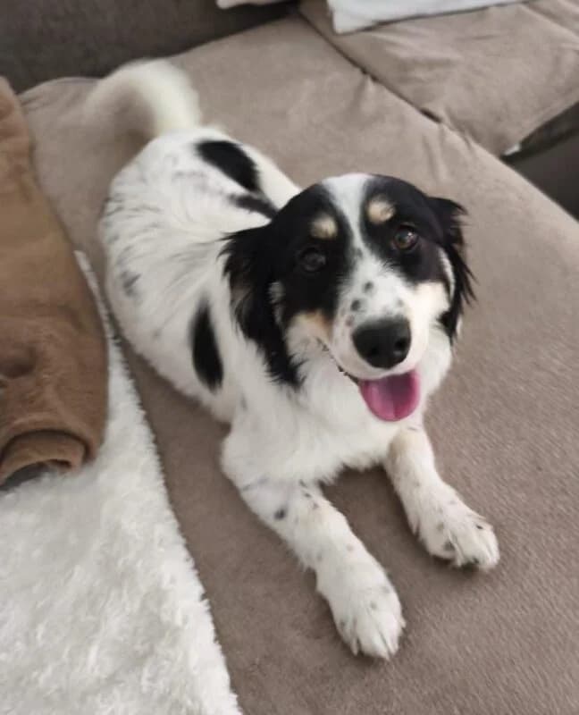 Sunday, female young Mixed Breed for adoption at Ankerhunde e.V., Novi Grad