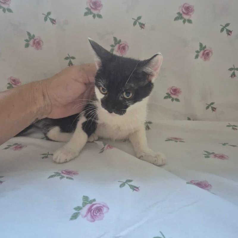 Minka,  puppy Mixed Breed for adoption at Ankerhunde e.V., Novi Grad