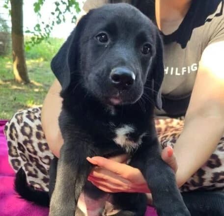 Muffin,  puppy Mixed Breed for adoption at Ankerhunde e.V., Novi Grad