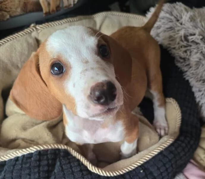 Strolchi, male puppy Mixed Breed for adoption at Ankerhunde e.V., Novi Grad