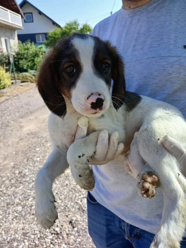 Emilio,  puppy Mixed Breed for adoption at Ankerhunde e.V., Novi Grad