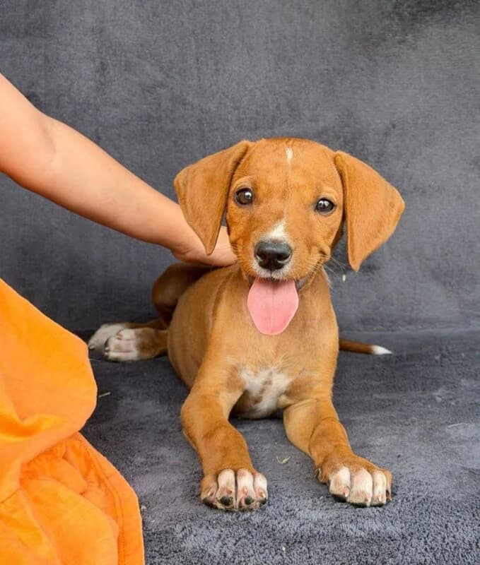 Susi, female puppy Mixed Breed for adoption at Ankerhunde e.V., Novi Grad