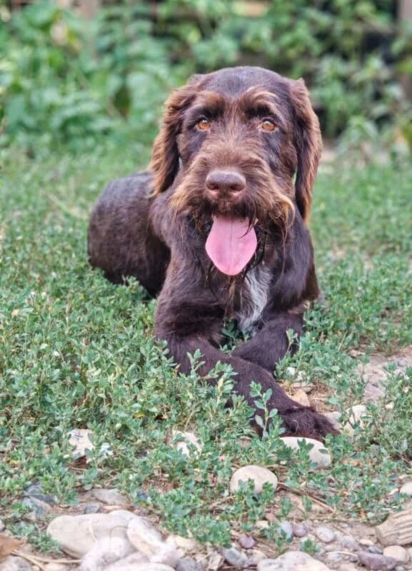 Stella, female 5yo Mixed Breed for adoption at Ankerhunde e.V., Novi Grad