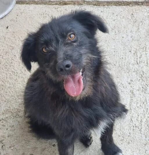 Brad,  young Mixed Breed for adoption at Ankerhunde e.V., Novi Grad