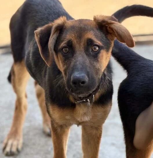 Mogli,  puppy Mixed Breed for adoption at Ankerhunde e.V., Novi Grad