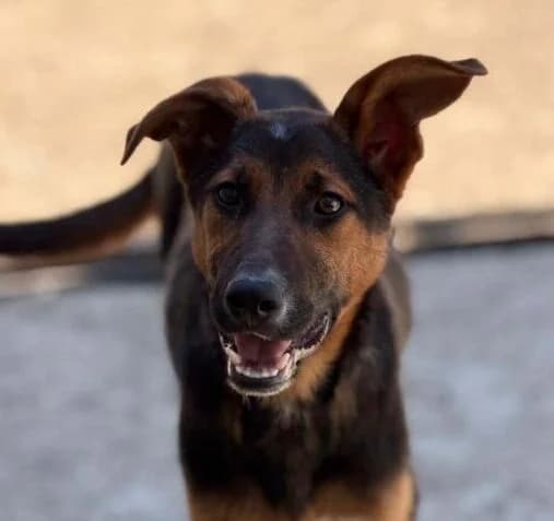 Spike,  puppy Mixed Breed for adoption at Ankerhunde e.V., Novi Grad