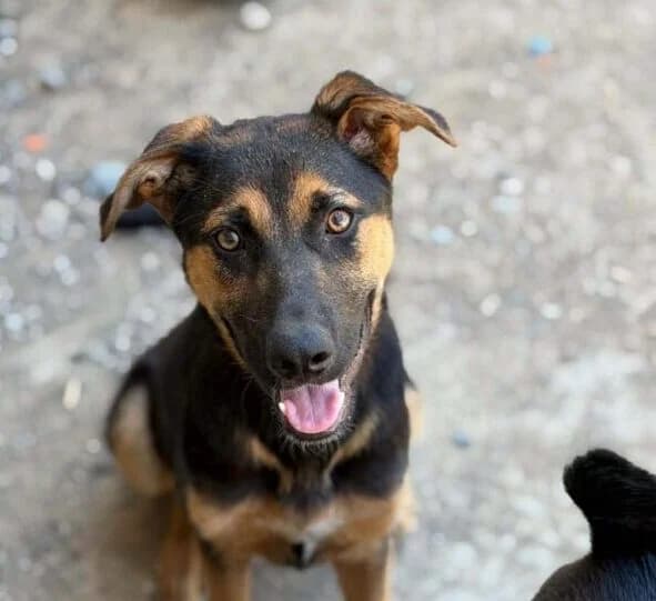 Matlock,  puppy Mixed Breed for adoption at Ankerhunde e.V., Novi Grad