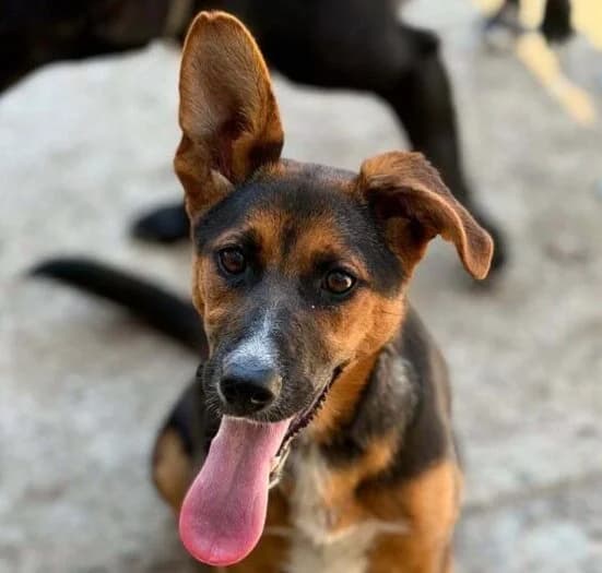 Shari,  puppy Mixed Breed for adoption at Ankerhunde e.V., Novi Grad