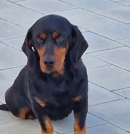 Carla,  7yo Mixed Breed for adoption at Ankerhunde e.V., Novi Grad