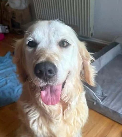 Martha, golden female 7yo Mixed Breed for adoption at Ankerhunde e.V., Novi Grad