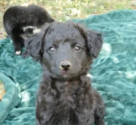 Solea, Mixed Breed (Ankerhunde e.V.)