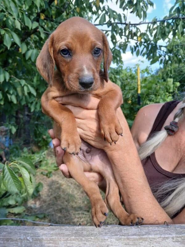 Yoyo,  puppy Mixed Breed for adoption at Ankerhunde e.V., Novi Grad