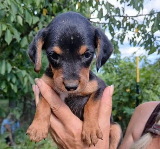 Mimi, female puppy Mixed Breed for adoption at Ankerhunde e.V., Novi Grad