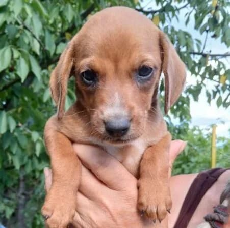Beppo,  puppy Mixed Breed for adoption at Ankerhunde e.V., Novi Grad