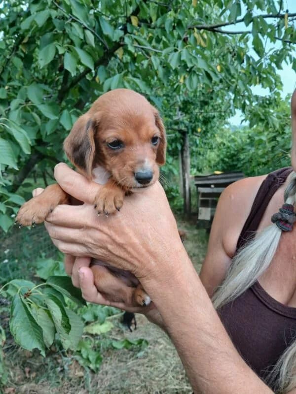 Django,  puppy Mixed Breed for adoption at Ankerhunde e.V., Novi Grad