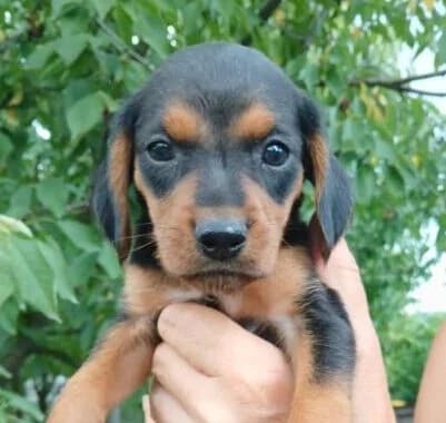 Garry,  puppy Mixed Breed for adoption at Ankerhunde e.V., Novi Grad