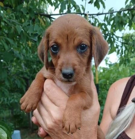 Bandi,  puppy Mixed Breed for adoption at Ankerhunde e.V., Novi Grad