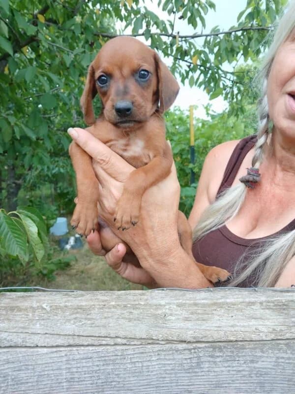 Naim,  puppy Mixed Breed for adoption at Ankerhunde e.V., Novi Grad