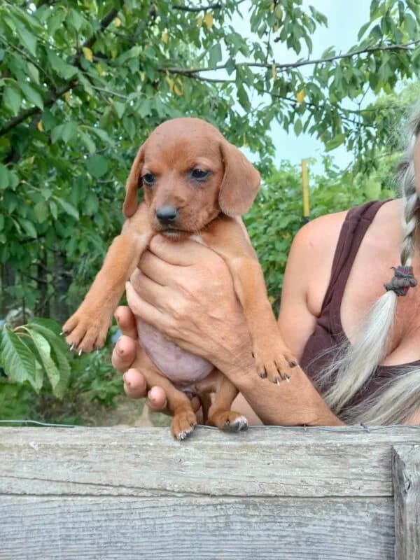 Felicia, female puppy Mixed Breed for adoption at Ankerhunde e.V., Novi Grad