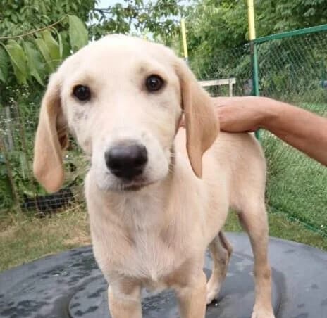 Rolfi,  puppy Mixed Breed for adoption at Ankerhunde e.V., Novi Grad