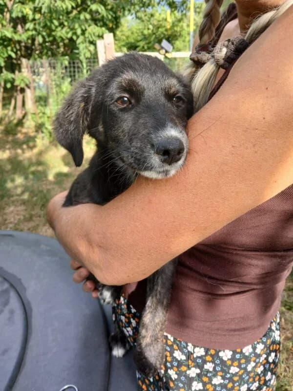 Mayson,  puppy Mixed Breed for adoption at Ankerhunde e.V., Novi Grad