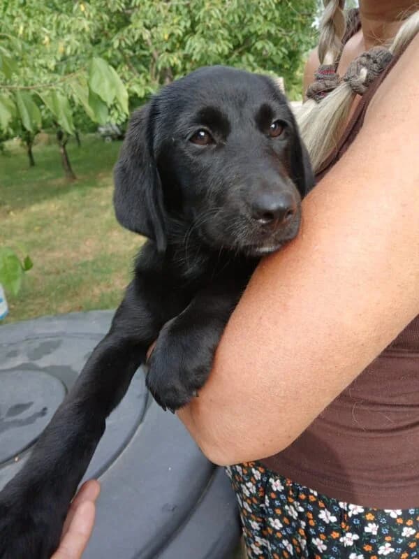 Josie,  puppy Mixed Breed for adoption at Ankerhunde e.V., Novi Grad