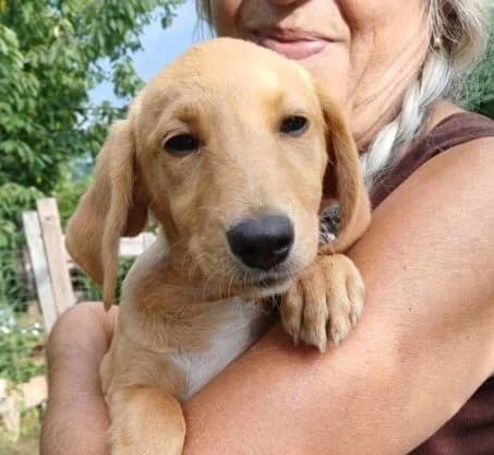 Mariella,  puppy Mixed Breed for adoption at Ankerhunde e.V., Novi Grad