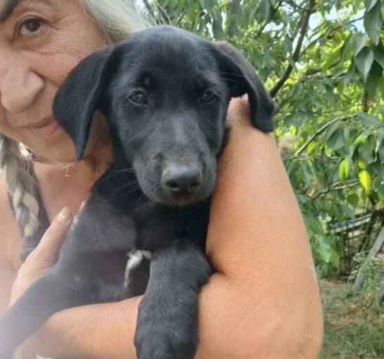 Bingo,  puppy Mixed Breed for adoption at Ankerhunde e.V., Novi Grad