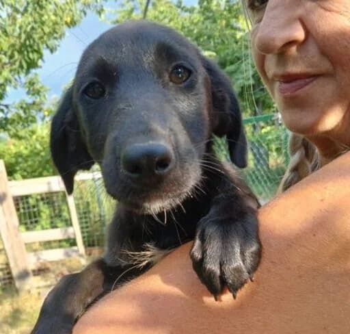 Rocki,  puppy Mixed Breed for adoption at Ankerhunde e.V., Novi Grad