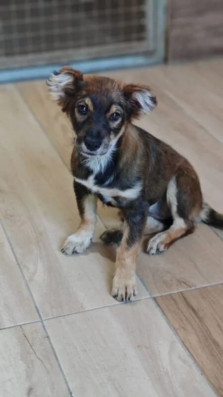 Amira,  puppy Mixed Breed for adoption at Ankerhunde e.V., Novi Grad