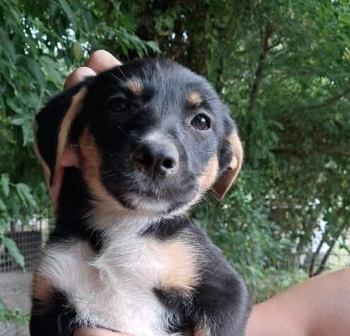 Raffaela,  puppy Mixed Breed for adoption at Ankerhunde e.V., Novi Grad
