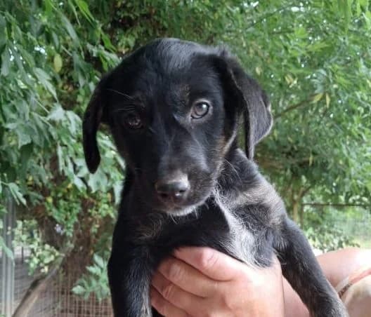 Roberto,  puppy Mixed Breed for adoption at Ankerhunde e.V., Novi Grad