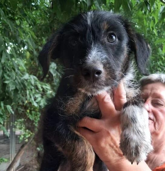 Romano,  puppy Mixed Breed for adoption at Ankerhunde e.V., Novi Grad