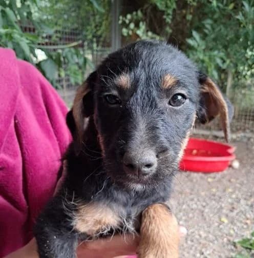 Rio,  puppy Mixed Breed for adoption at Ankerhunde e.V., Novi Grad