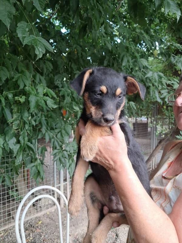 Findus, Mixed Breed (Ankerhunde e.V.)
