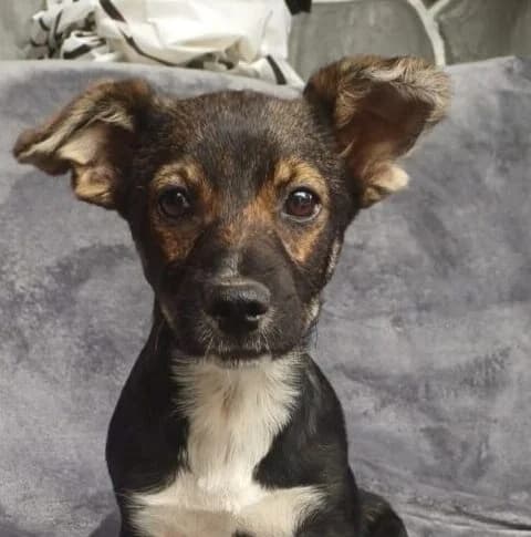 Kathie,  puppy Mixed Breed for adoption at Ankerhunde e.V., Novi Grad
