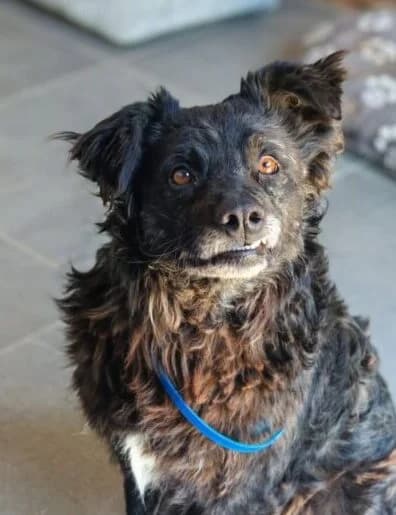 Manni,  4yo Mixed Breed for adoption at Ankerhunde e.V., Novi Grad